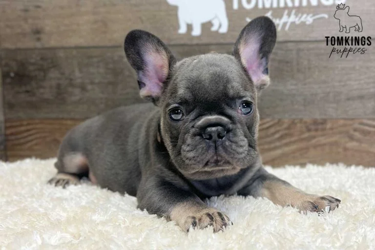 Archibald, available French Bulldog puppy at TomKings Puppies