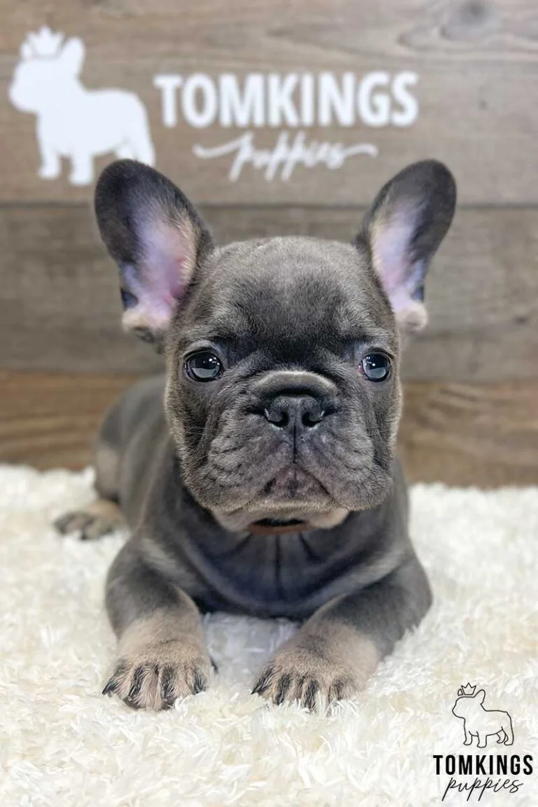 Archibald, available French Bulldog puppy at TomKings Puppies