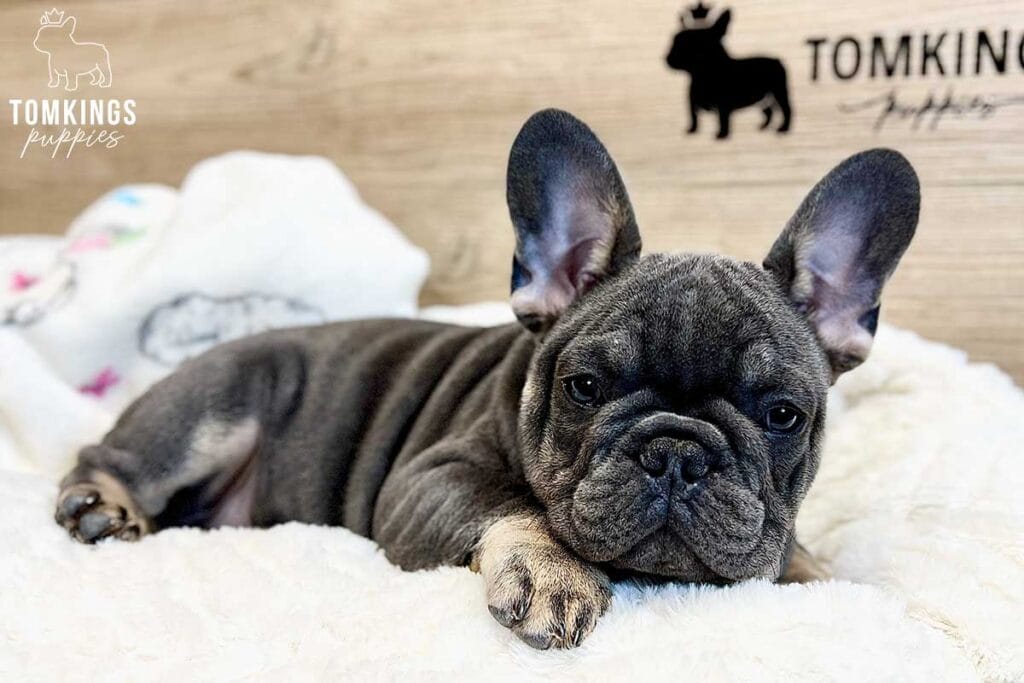 Archibald, available French Bulldog puppy at TomKings Puppies