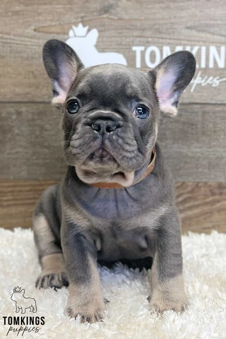 Archibald, available French Bulldog puppy at TomKings Puppies