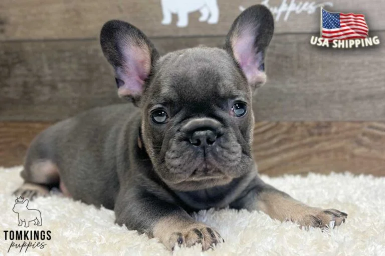 Archibald, available French Bulldog puppy at TomKings Puppies