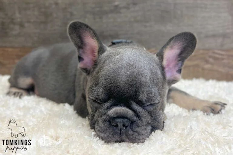 Archibald, available French Bulldog puppy at TomKings Puppies