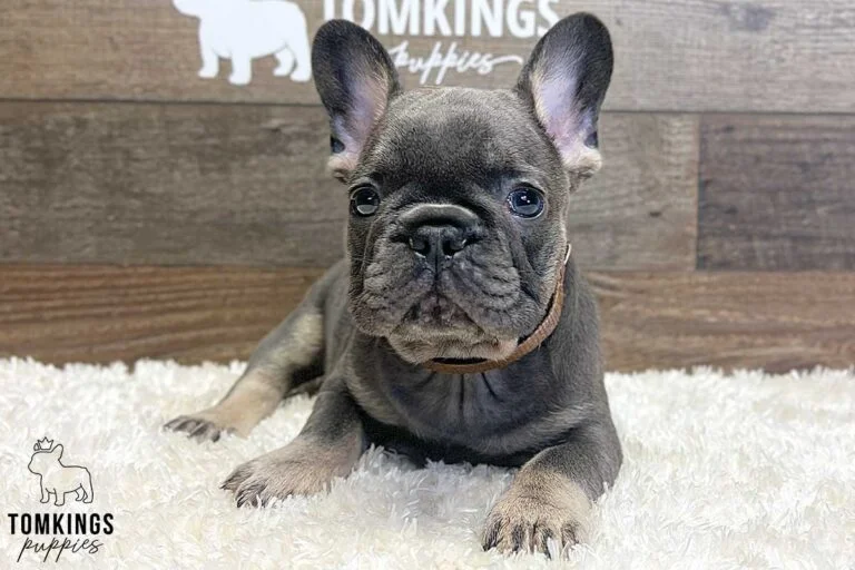 Archibald, available French Bulldog puppy at TomKings Puppies