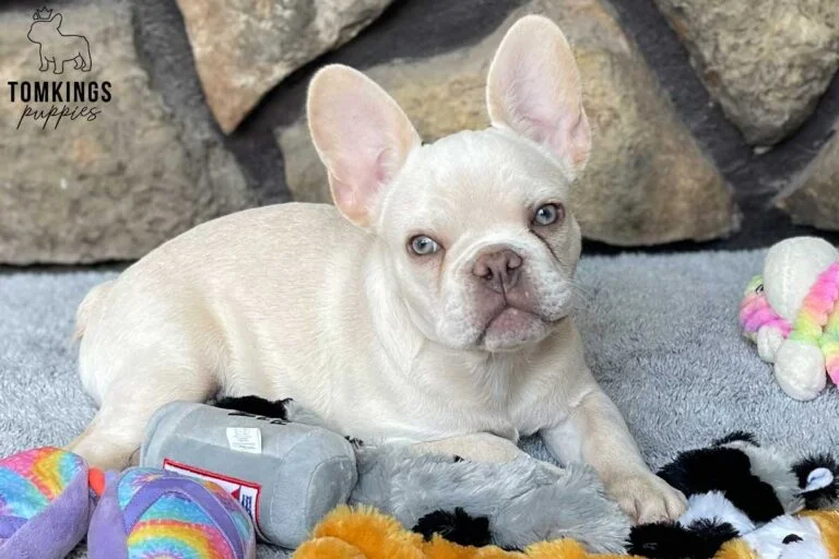 Bluey, available French Bulldog puppy at TomKings Puppies