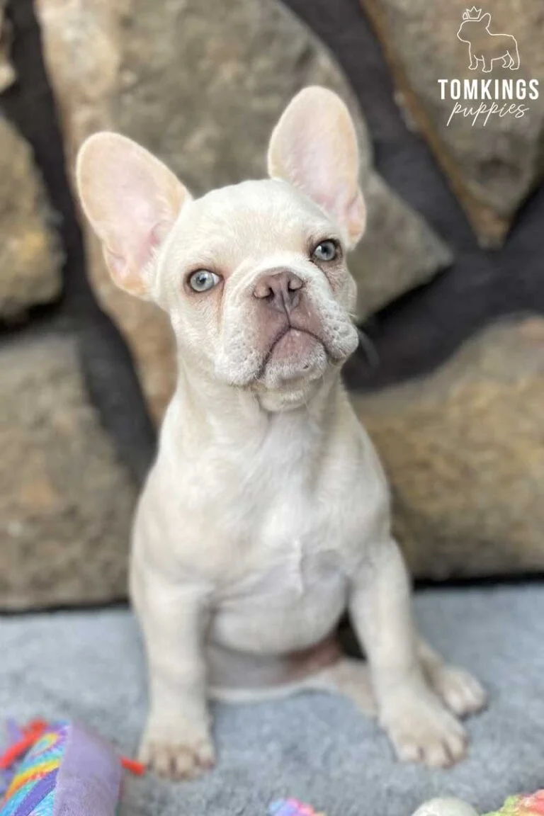 Bluey, available French Bulldog puppy at TomKings Puppies