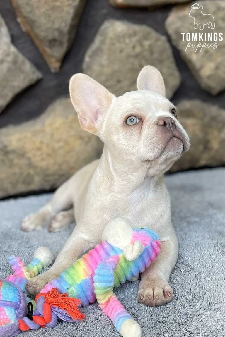 Bluey, available French Bulldog puppy at TomKings Puppies