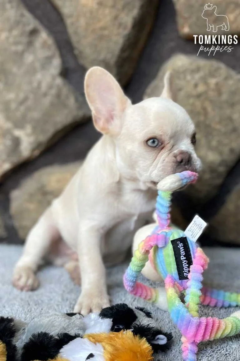 Bluey, available French Bulldog puppy at TomKings Puppies