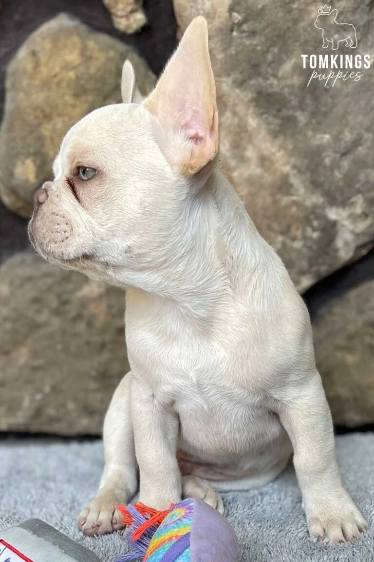 Bluey, available French Bulldog puppy at TomKings Puppies