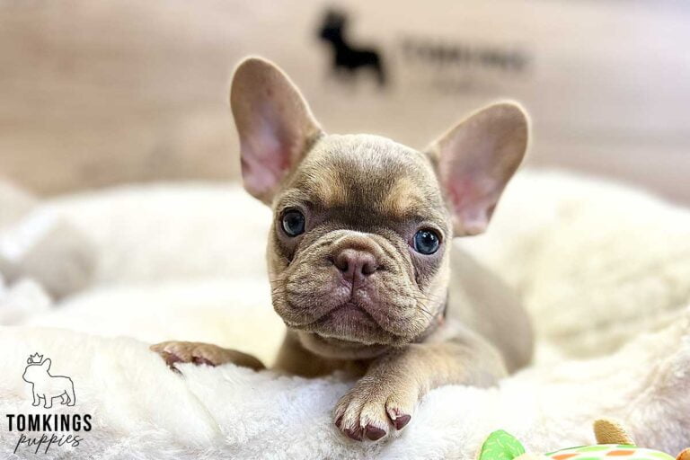 Bucky, available French Bulldog puppy at TomKings Puppies