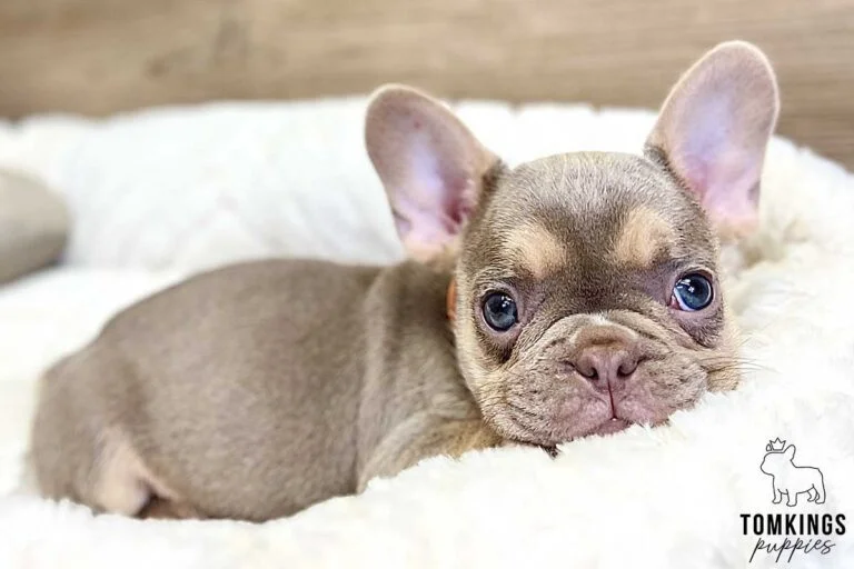 Bucky, available French Bulldog puppy at TomKings Puppies