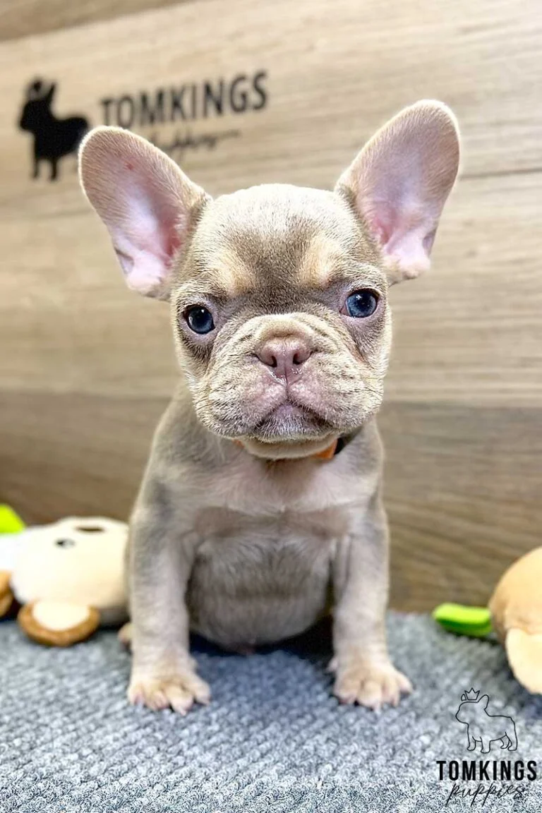 Bucky, available French Bulldog puppy at TomKings Puppies