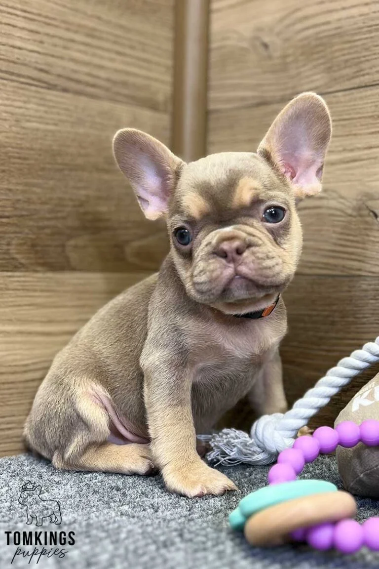 Bucky, available French Bulldog puppy at TomKings Puppies