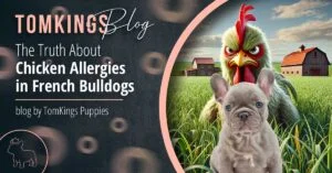 The Truth About Chicken Allergies in French Bulldogs - TomKings Blog