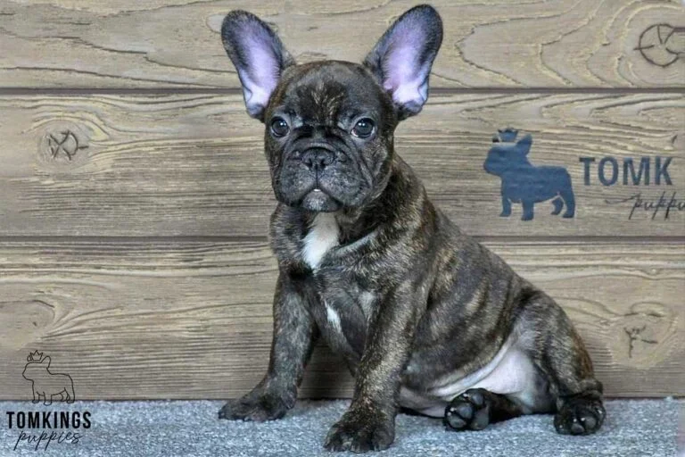 Clyde, available French Bulldog puppy at TomKings Puppies