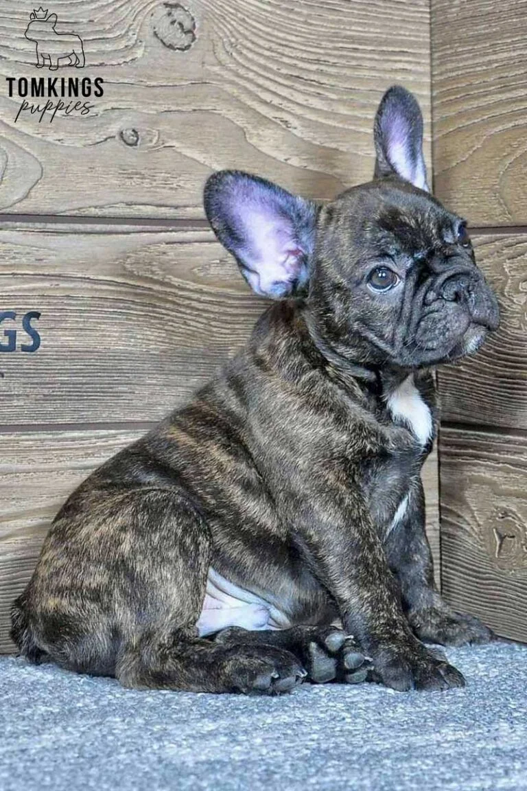 Clyde, available French Bulldog puppy at TomKings Puppies