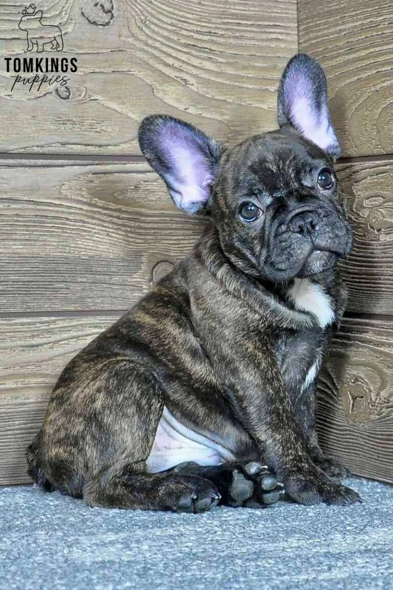 Clyde, available French Bulldog puppy at TomKings Puppies