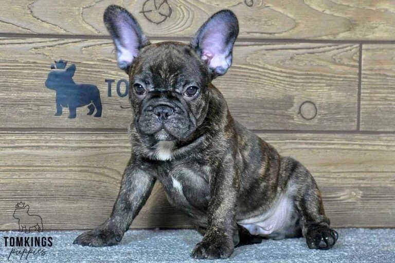 Clyde, available French Bulldog puppy at TomKings Puppies