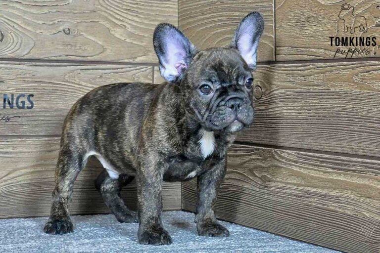 Clyde, available French Bulldog puppy at TomKings Puppies