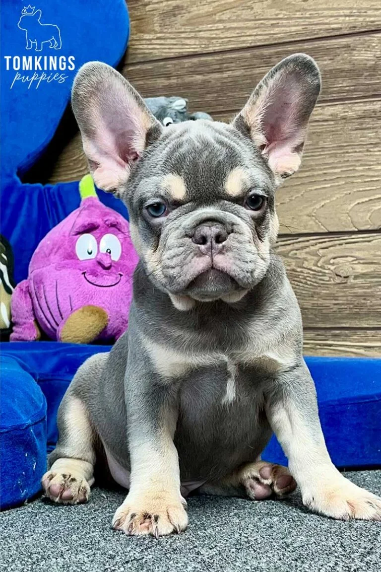 Cornelius, available French Bulldog puppy at TomKings Puppies