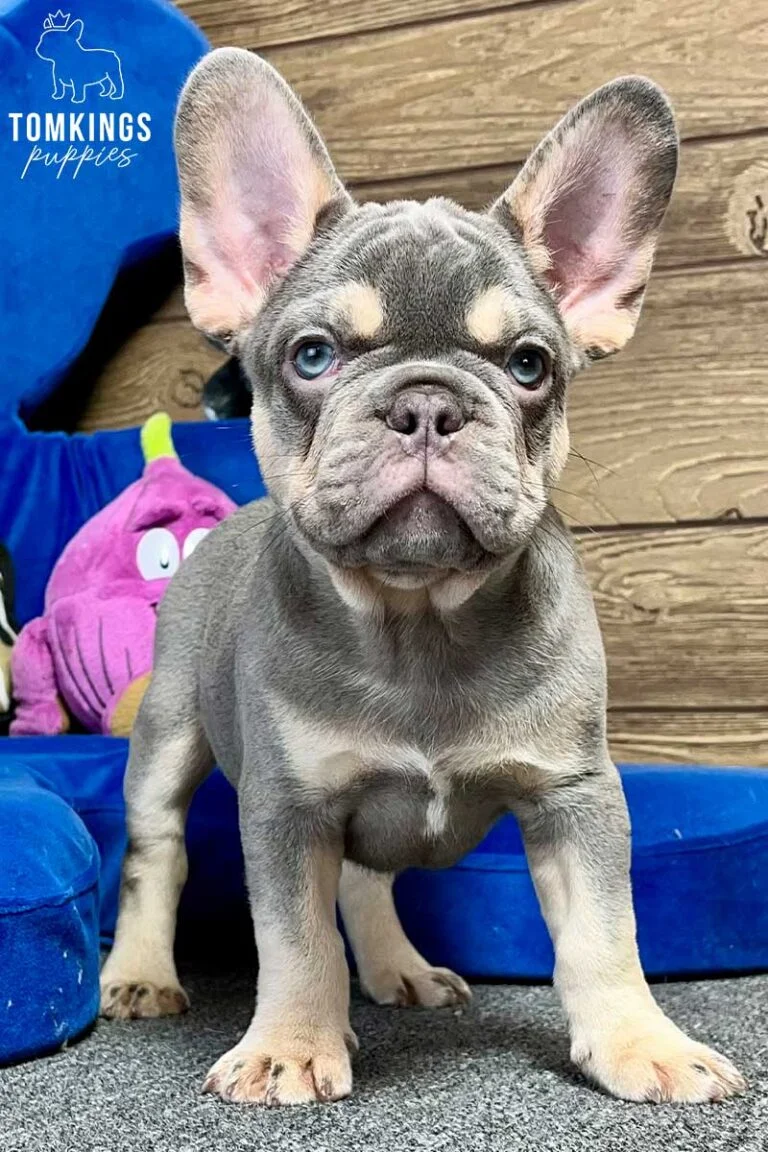 Cornelius, available French Bulldog puppy at TomKings Puppies