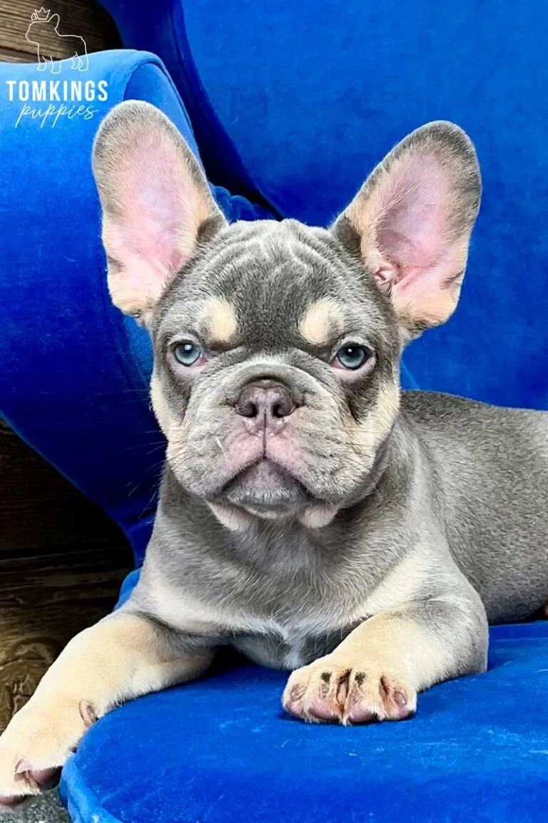 Cornelius, available French Bulldog puppy at TomKings Puppies