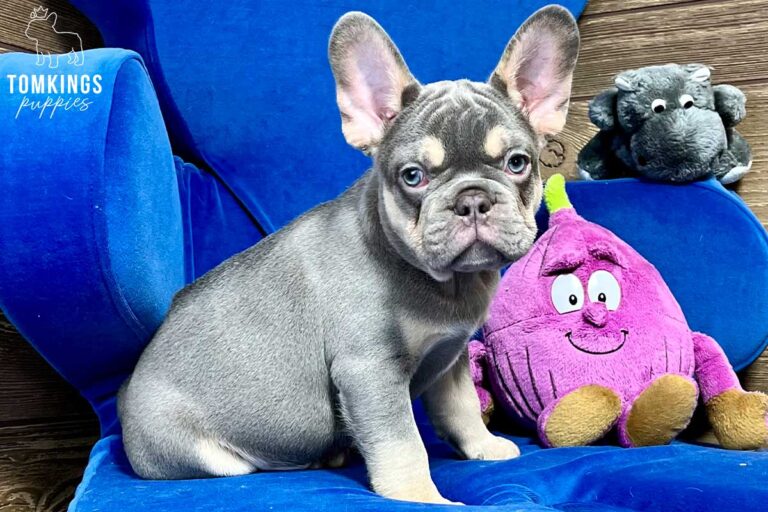 Cornelius, available French Bulldog puppy at TomKings Puppies