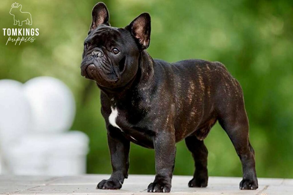 French Bulldog - TomKings Puppies