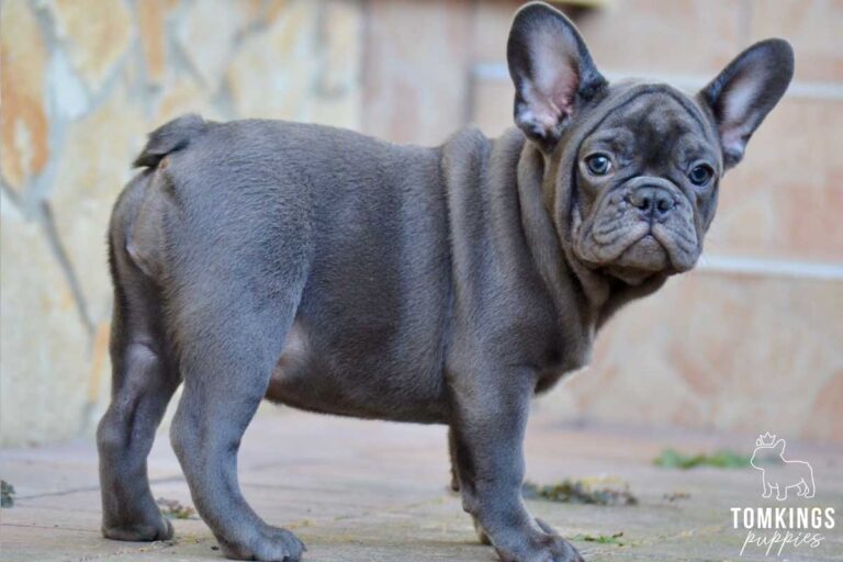 Daphne, available French Bulldog puppy at TomKings Puppies