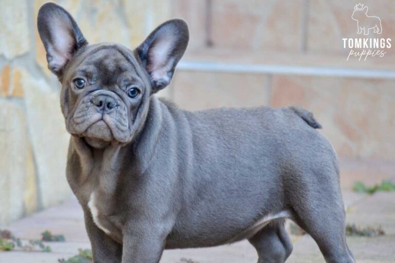 Daphne, available French Bulldog puppy at TomKings Puppies