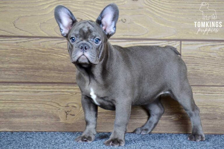 Daphne, available French Bulldog puppy at TomKings Puppies