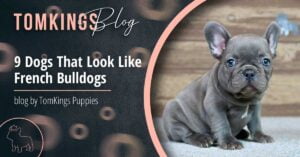 9 Dogs That Look Like French Bulldogs - TomKings Blog