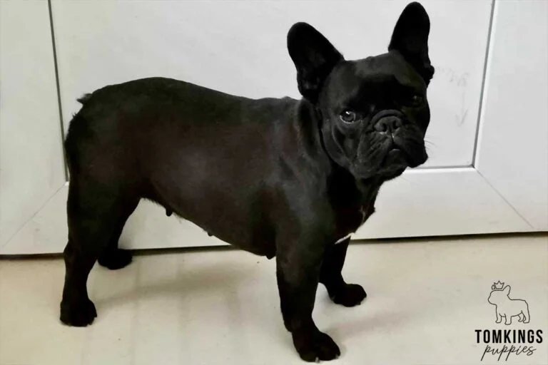 Dominica, available French Bulldog puppy at TomKings Puppies