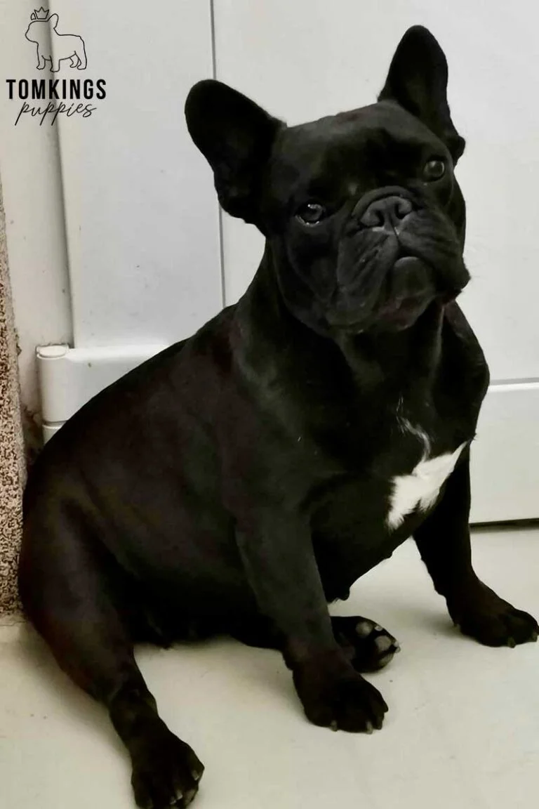 Dominica, available French Bulldog puppy at TomKings Puppies