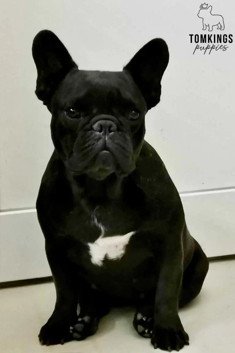 Dominica, available French Bulldog puppy at TomKings Puppies