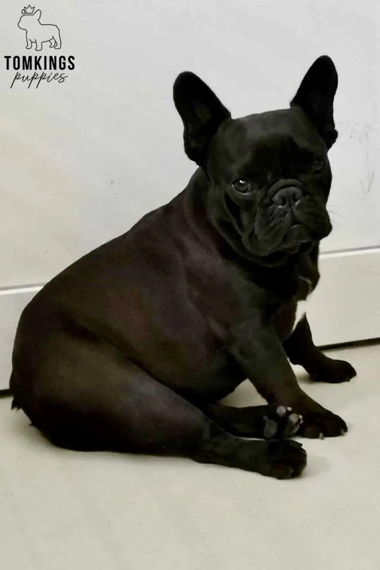 Dominica, available French Bulldog puppy at TomKings Puppies