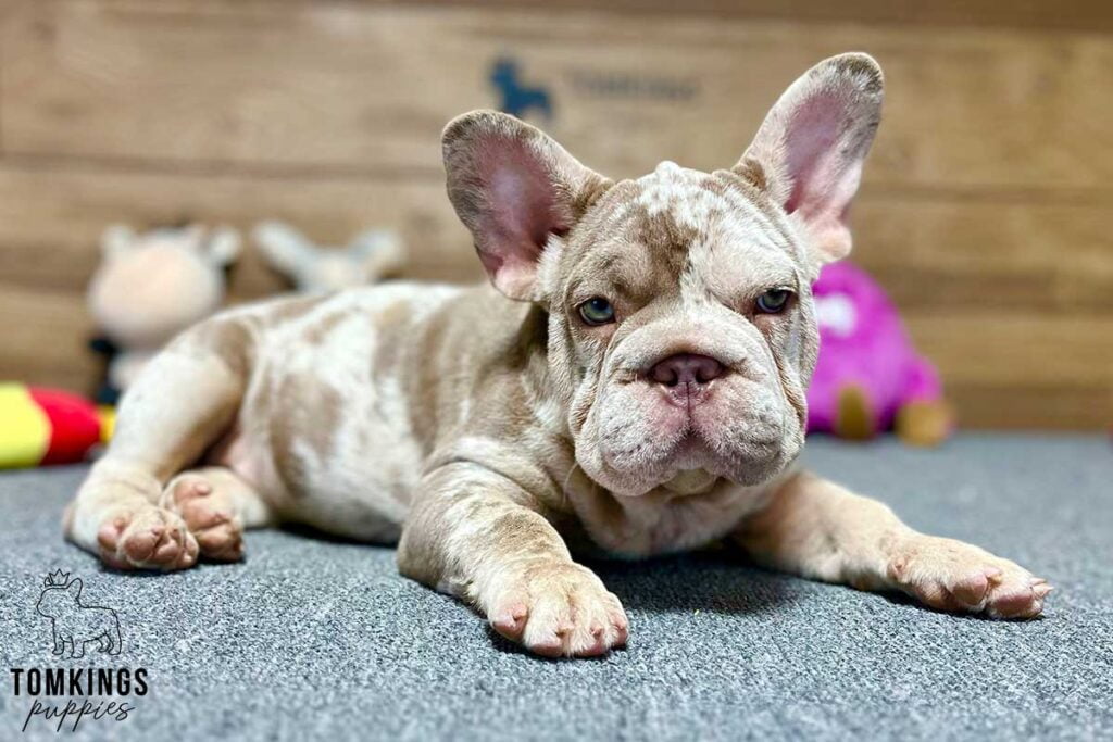 Dorothy, available French Bulldog puppy at TomKings Puppies