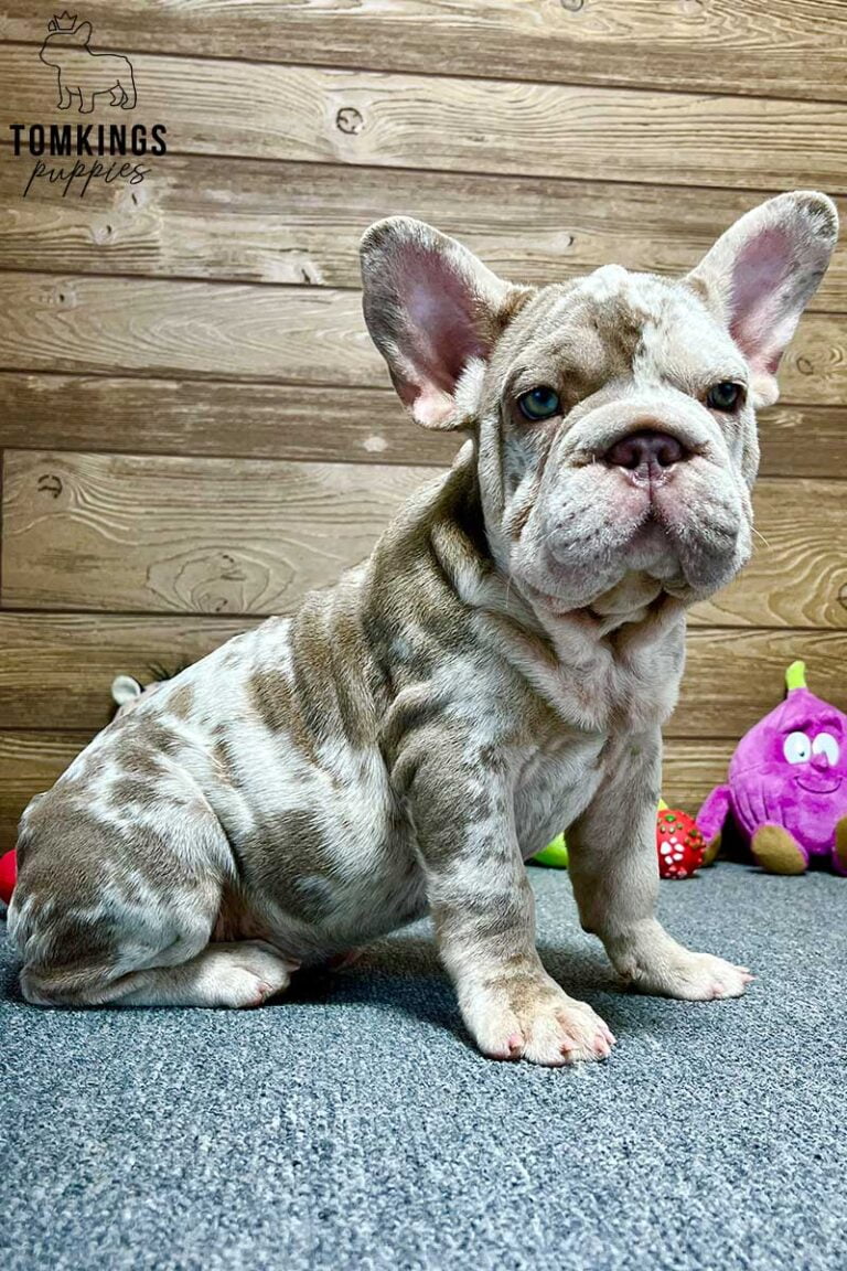 Dorothy, available French Bulldog puppy at TomKings Puppies