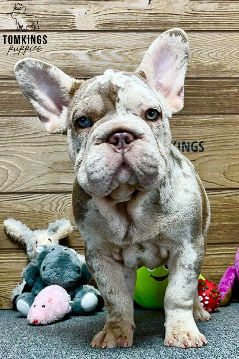 Dorothy, available French Bulldog puppy at TomKings Puppies