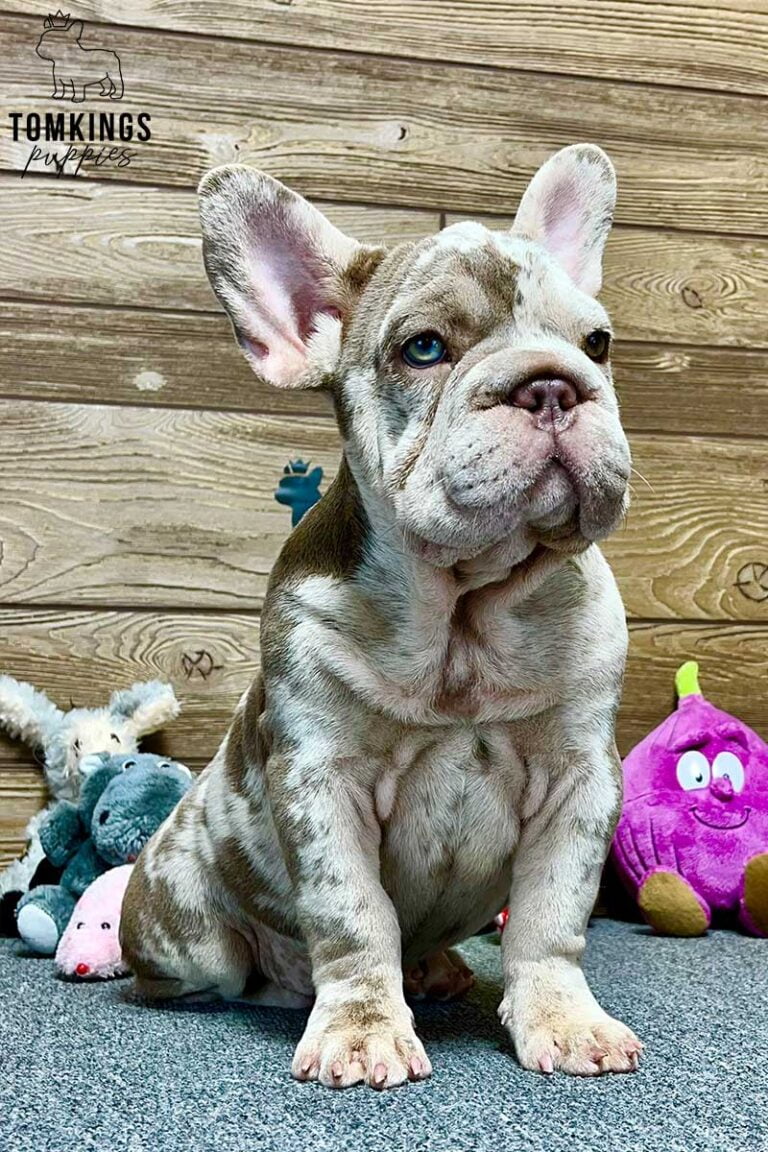 Dorothy, available French Bulldog puppy at TomKings Puppies