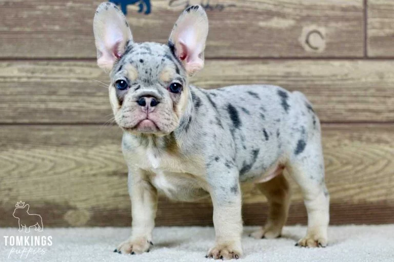 Dream, available French Bulldog puppy at TomKings Puppies