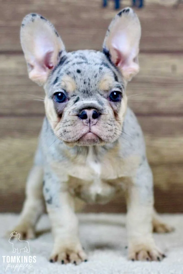 Dream, available French Bulldog puppy at TomKings Puppies