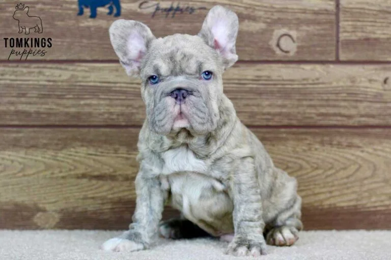 Gerald, available French Bulldog puppy at TomKings Puppies