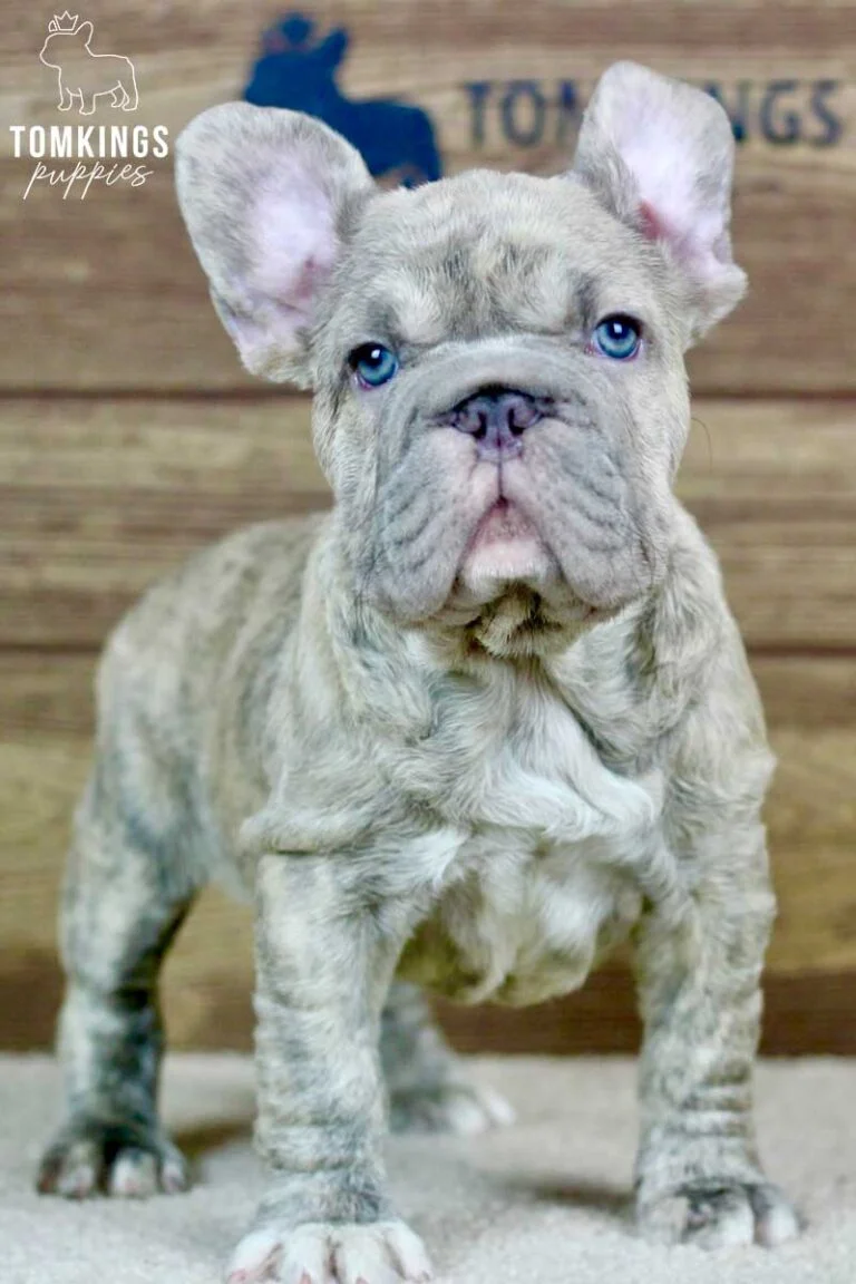 Gerald, available French Bulldog puppy at TomKings Puppies