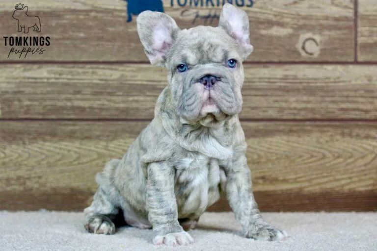 Gerald, available French Bulldog puppy at TomKings Puppies