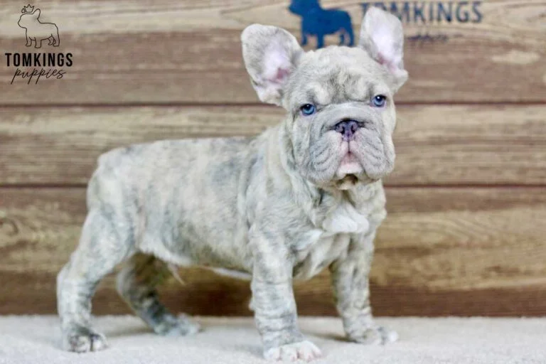 Gerald, available French Bulldog puppy at TomKings Puppies