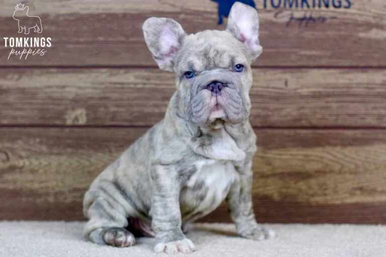 Gerald, available French Bulldog puppy at TomKings Puppies