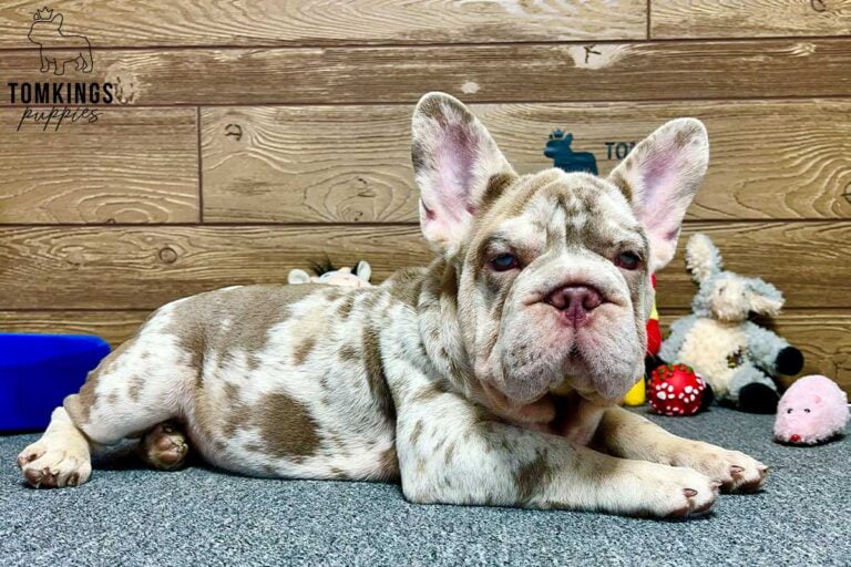 Hermione, available French Bulldog puppy at TomKings Puppies