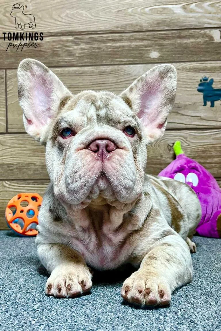 Hermione, available French Bulldog puppy at TomKings Puppies