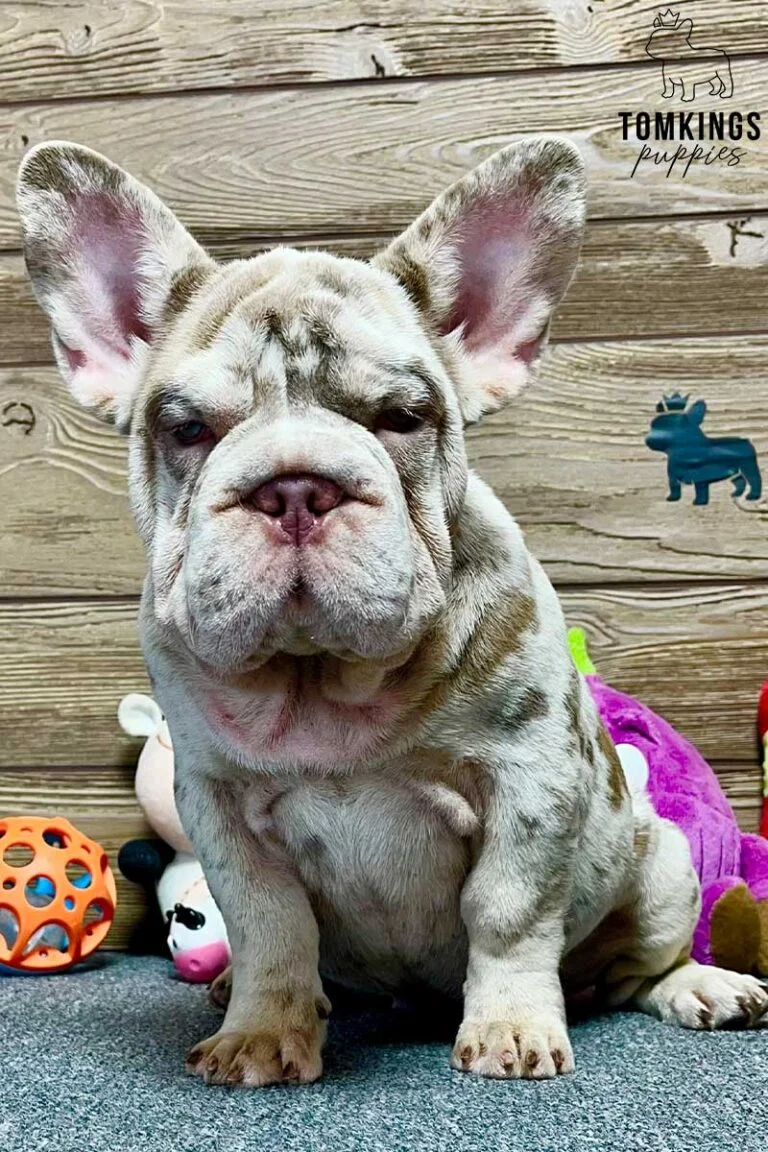 Hermione, available French Bulldog puppy at TomKings Puppies