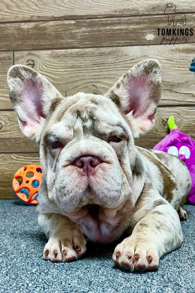 Hermione, available French Bulldog puppy at TomKings Puppies